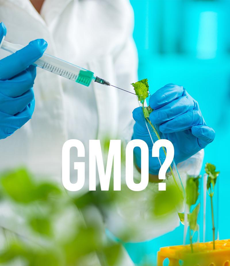 Let’s talk GMO